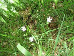 Image result for Trichopteryx fruticulosa