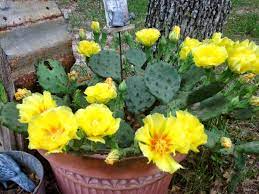 Echinocereus pectinatus, usa, texas, maxwell. Every Little Birdie The Yellow Rose Of Texas