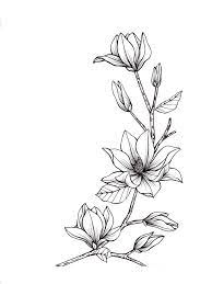 Magnolia Flower Line Drawings Flower Drawing Floral Drawing