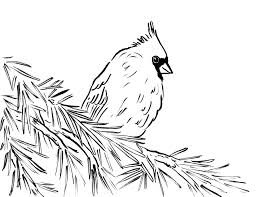 37+ cardinals baseball coloring pages for printing and coloring. Cardinal Bird Coloring Page Printable Novocom Top