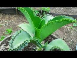 Aranto Como Indetifica Lo E Mais Youtube Aranto Planta Ervas Chas Medicinais