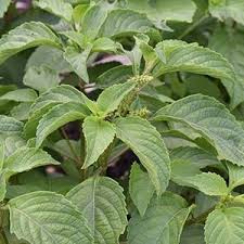Image result for Lippia javanica