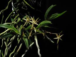 Image result for Angraecum cultriforme