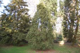 Image result for Cupressus funebris