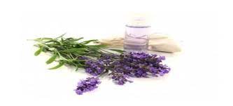 Lavender Oil Lavender Essential Oil Lavender Oil Pure Lavender Essential Oil