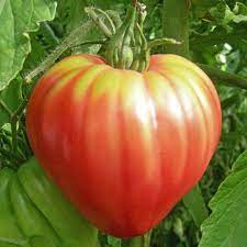 Check spelling or type a new query. Tomato Seeds Oxheart Pink Vegetable Seeds In Packets Bulk Eden Brothers
