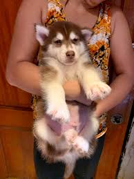 As the alpha pup, she's feisty yet gentle. Husky Aguoti Pups For Your Home And Adoption Near Me Home Facebook