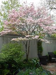 Ornamental flowering trees for small gardens. 10 Trees That Work In A Small Garden Houzz Uk