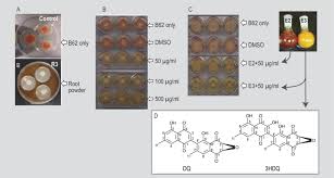 Image result for Diospyros mafiensis