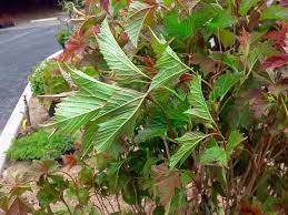 Heptacodium miconioides (autumn lilac) habit. Wsmag Net To Water Or Not To Water Featured The Garden August 24 2017 Westsound Magazine