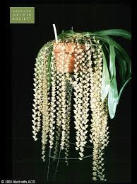 Image result for Diaphananthe odoratissima