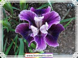 It is important you choose your state when you enter our store the first time & the site will automatically hide any invasive species not allowed by law in your state. Leonine Iris Beardless Iris Culture