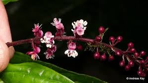 Image result for Petiveriaceae