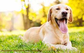 labrador wissen kompakt tierschutzliga hunderatgeber