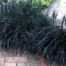 Sun is a conflicting issue. Black Mondo Grass Dwarf Black Mondo Grass Plantingtree