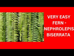 Image result for Nephrolepis biserrata