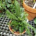 Image result for Asplenium rutifolium