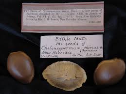 Image result for Sapotaceae