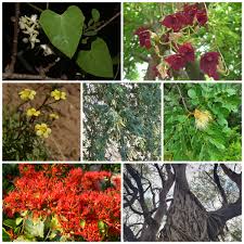 Image result for Cephalocroton mollis