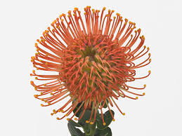 Image result for Leucospermum