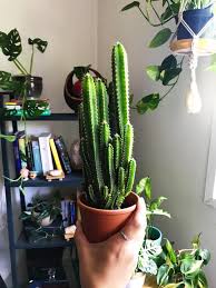 Read reviews of trader joe's mini greenhouse cactus (comes with four miniature cacti in tiny flowerpots, to be placed in a bright spot out of direct light). Fair Castle Cactus For Only 5 99 At Trader Joe S Houseplants
