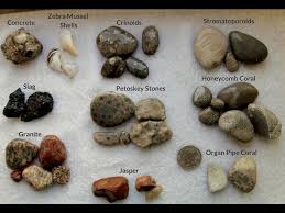 Beachgoers Guide To Lake Michigan Fossils And Rocks Field