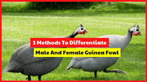 Head to head statistics and prediction, goals, past matches, actual form for friendlies. 3 Methods To Differentiate Male And Female Guinea Fowl