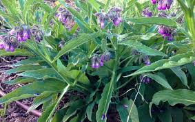 It has threaded itself up into a dogwood tree in a most pleasing fashion. Editorial Pet Care Advisors