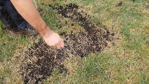 You can renovate your lawn when the quality has become unacceptable, but you may also consider it when introducing different types of grass into a lawn. How To Plant Grass Seed On Existing Lawn Garden Helpful