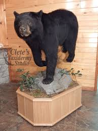 Award Winning Black Bear Shoulder Mount Clete S Taxidermy Studio Running Bear Bear Taxidermy