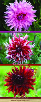 Pin On Breathtaking Dahlias