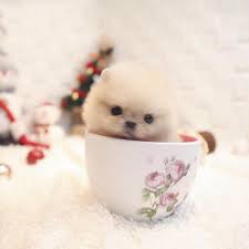 Image Result For Teacup Pomeranian Puppy Ne Kadar Teacuppomeranianpuppy Image Result For Teacup Pom Pomeranian Puppy Teacup Teacup Pomeranian Pomeranian Puppy
