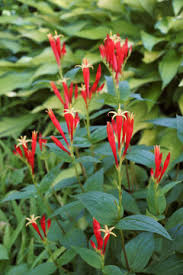 Image result for Loganiaceae