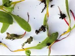 Image result for tomato seedling damping off