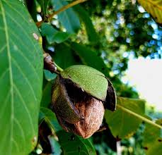 Image result for Juglandaceae