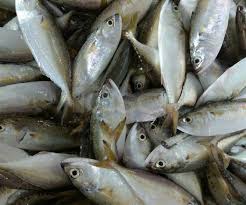 From i1.wp.com segenggam ye, bukan 5 atau 7 biji. Tip Mudah Nak Kenal Ikan Segar Di Pasar