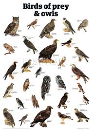 Pin By Erin Johnson On Etc Birds Of Prey Birds Wild Birds