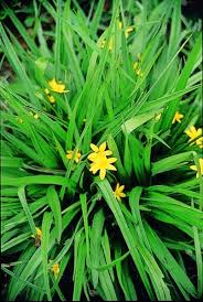 Image result for Hypoxis subspicata