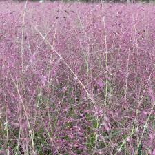 Image result for Eragrostis exasperata