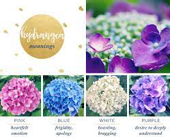 Starting from white, these flowers can also be red, pink, purple and blue. Hydrangea Meaning And Symbolism Ftd Com