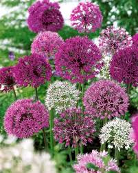 L Ail D Ornement Allium Des Fleurs Perchees Au Jardin Conseil Jardin Fleur Jardin Jardins Joli Jardin