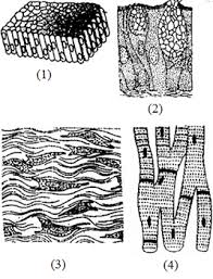 Epithelial tissue, connective tissue, muscle tissue, and nervous tissue. Structural Organisation In Animals Animal Tissues