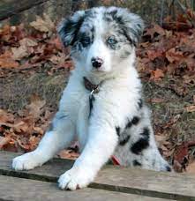 Seven The Border Collie Collie Dog Border Collie Dog Collie Puppies