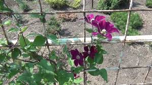 All the leaves go black and the flower buds wilt. How To Survive Clematis Wilt