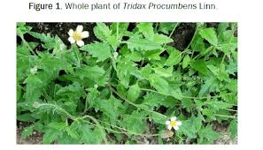 Image result for Tridax