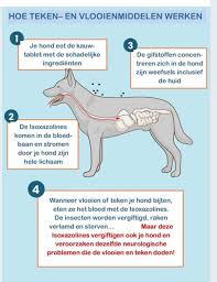 Pin Van Inge Bel Op Anti Teek Anti Vlo Vlooien Honden Teken