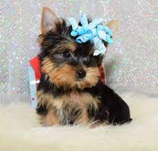 Minimum of 4 dogs earning titles. Beautiful Yorkshire Terrier Puppies For Sale Texas City El Paso Tx 79912 El Paso Tx 79912 Animal Pet