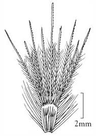 Image result for Melinis macrochaeta