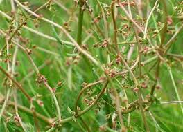 Image result for Rumex lanceolatus