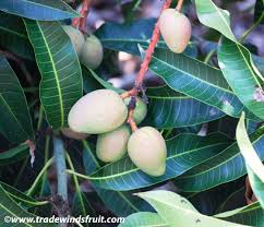 Image result for Mangifera